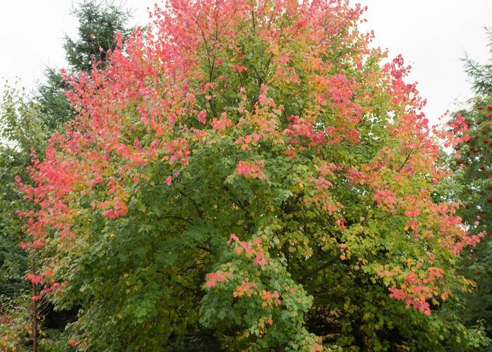 Javor červený - Acer rubrum