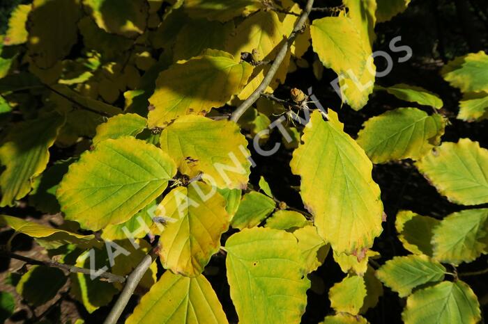 Vilín virginský - Hamamelis virginiana