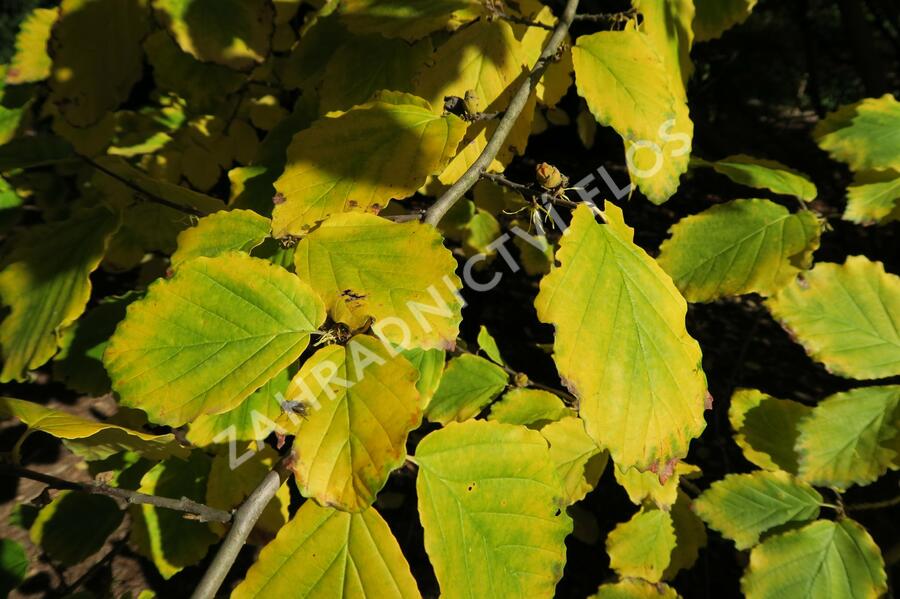 Vilín virginský - Hamamelis virginiana