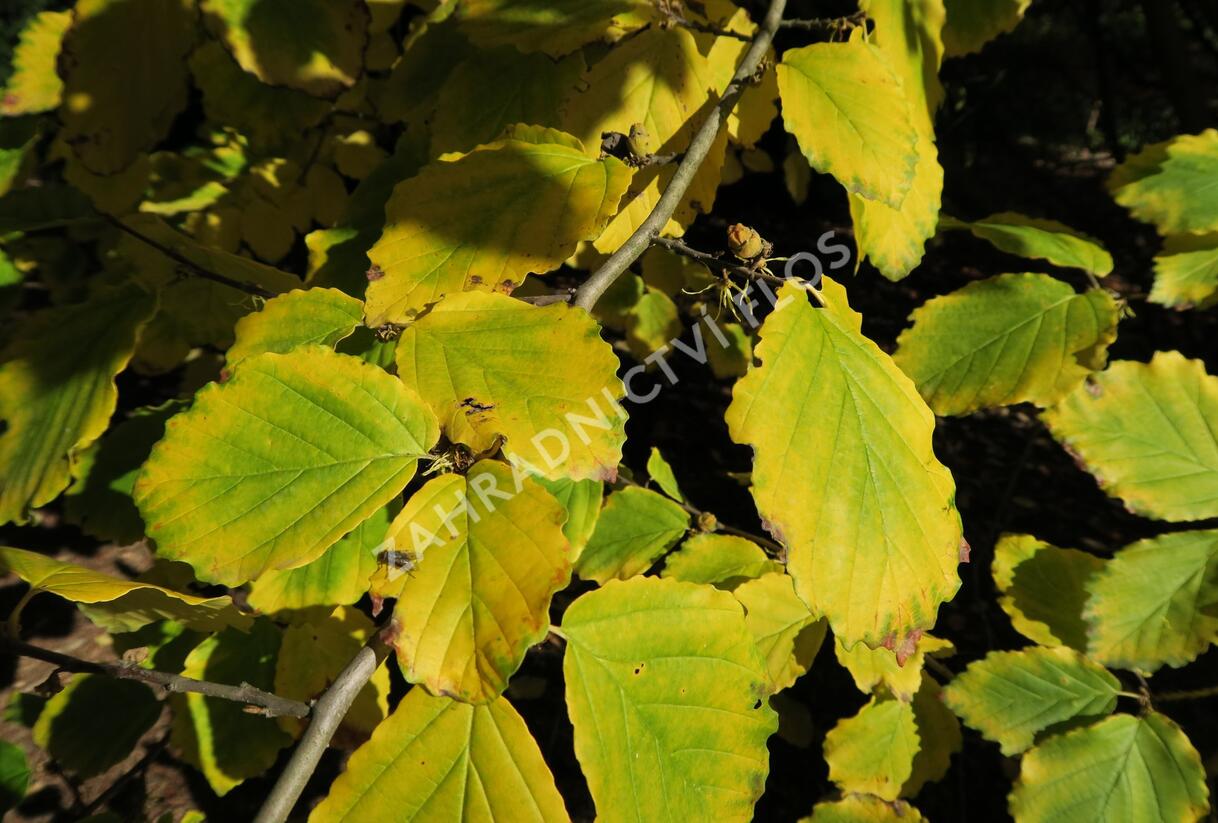 Vilín virginský - Hamamelis virginiana