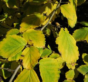 Vilín virginský - Hamamelis virginiana