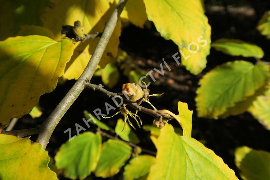 Vilín virginský - Hamamelis virginiana