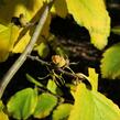 Vilín virginský - Hamamelis virginiana