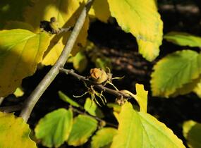 Vilín virginský - Hamamelis virginiana