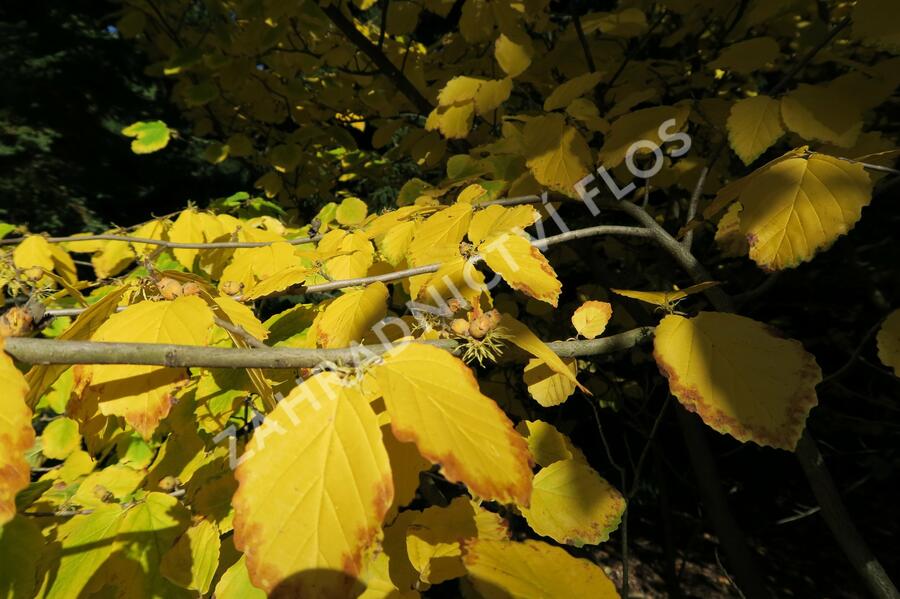 Vilín virginský - Hamamelis virginiana