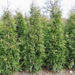 Túje obrovská, zerav řasnatý 'Martin' - Thuja plicata 'Martin'