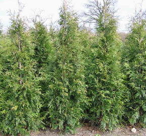 Túje obrovská, zerav řasnatý 'Martin'