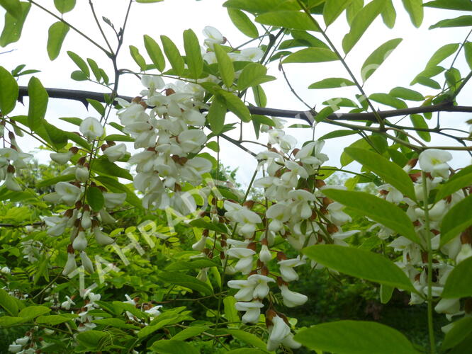 Trnovník akát - Robinia pseudoacacia