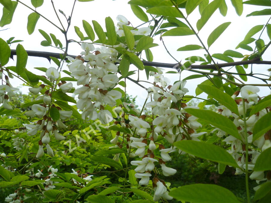 Trnovník akát - Robinia pseudoacacia