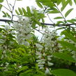 Trnovník akát - Robinia pseudoacacia