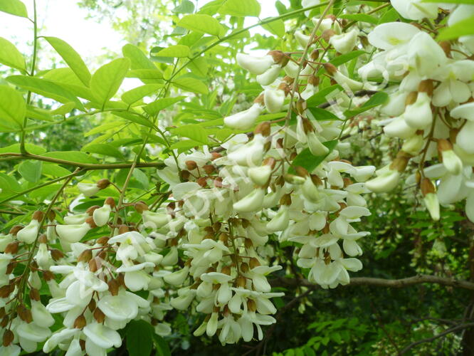 Trnovník akát - Robinia pseudoacacia
