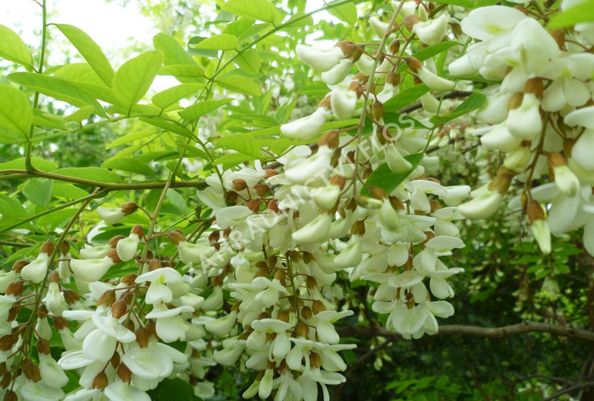 Trnovník akát - Robinia pseudoacacia