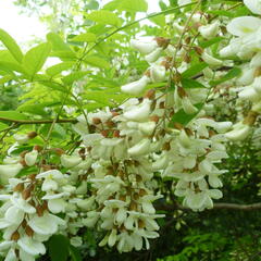 Trnovník akát - Robinia pseudoacacia