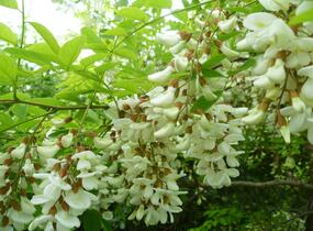 Trnovník akát - Robinia pseudoacacia