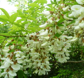 Trnovník akát - Robinia pseudoacacia