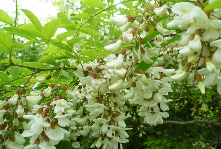 Trnovník akát - Robinia pseudoacacia