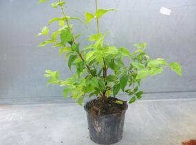 Pustoryl 'Belle Etoile' - Philadelphus 'Belle Etoile'