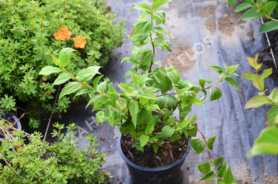 Pustoryl 'Belle Etoile' - Philadelphus 'Belle Etoile'