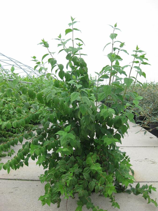 Pustoryl 'Belle Etoile' - Philadelphus 'Belle Etoile'