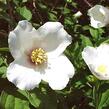 Pustoryl 'Belle Etoile' - Philadelphus 'Belle Etoile'