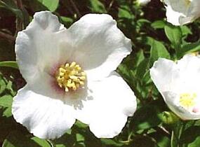 Pustoryl 'Belle Etoile' - Philadelphus 'Belle Etoile'