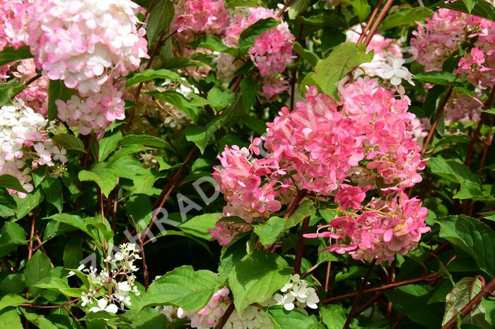 Hortenzie latnatá 'Vanille Fraise' - Hydrangea paniculata 'Vanille Fraise'