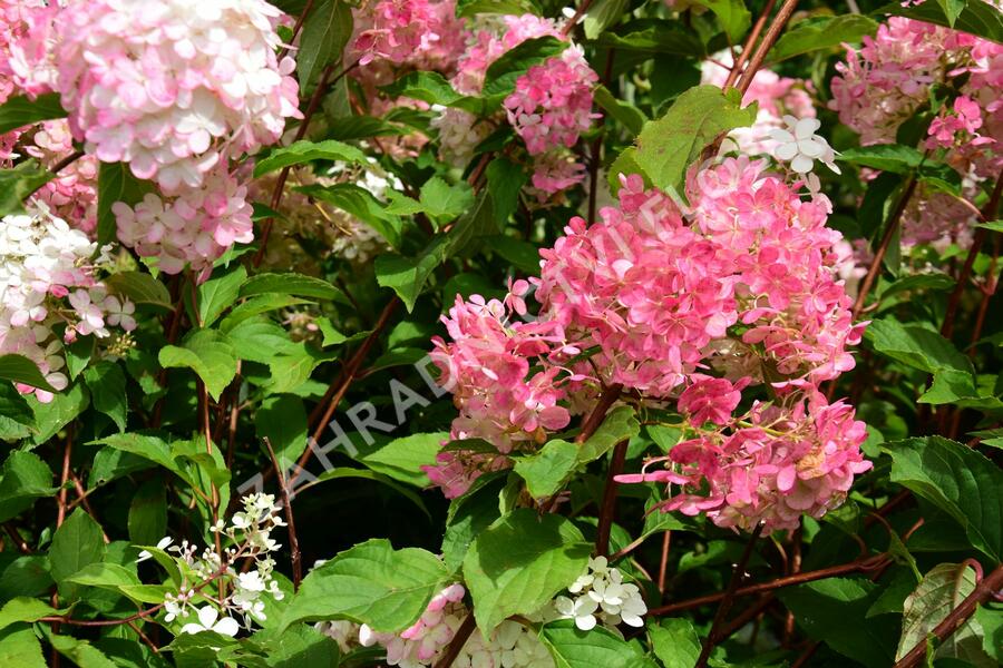Hortenzie latnatá 'Vanille Fraise' - Hydrangea paniculata 'Vanille Fraise'
