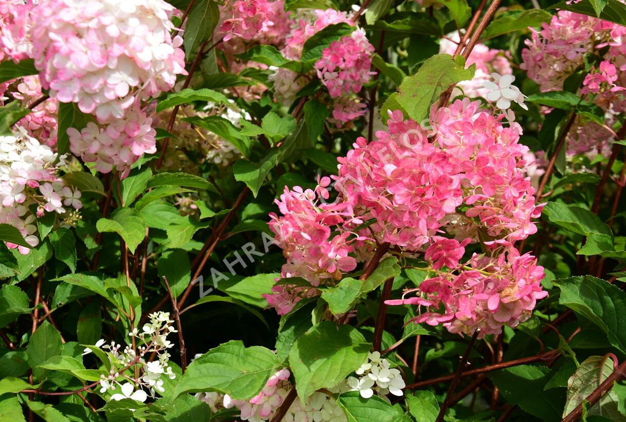 Hortenzie latnatá 'Vanille Fraise' - Hydrangea paniculata 'Vanille Fraise'