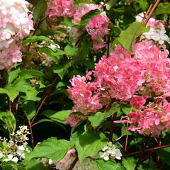 Hortenzie latnatá 'Vanille Fraise' - Hydrangea paniculata 'Vanille Fraise'