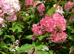 Hortenzie latnatá 'Vanille Fraise' - Hydrangea paniculata 'Vanille Fraise'