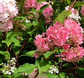 Hortenzie latnatá 'Vanille Fraise' - Hydrangea paniculata 'Vanille Fraise'