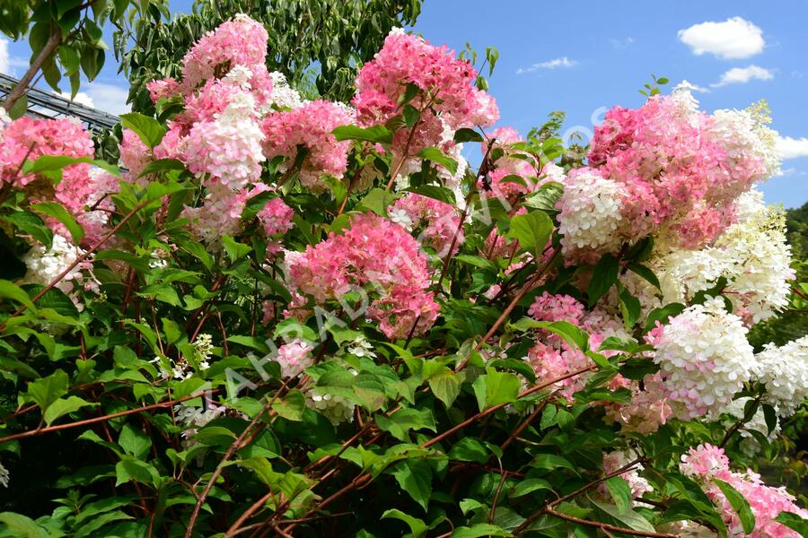 Hortenzie latnatá 'Vanille Fraise' - Hydrangea paniculata 'Vanille Fraise'