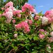 Hortenzie latnatá 'Vanille Fraise' - Hydrangea paniculata 'Vanille Fraise'