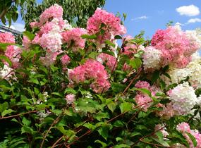 Hortenzie latnatá 'Vanille Fraise' - Hydrangea paniculata 'Vanille Fraise'