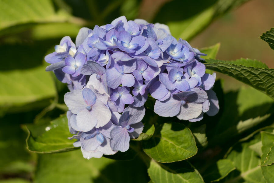 Hortenzie velkolistá 'Bodensee' - Hydrangea macrophylla 'Bodensee'