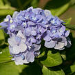 Hortenzie velkolistá 'Bodensee' - Hydrangea macrophylla 'Bodensee'