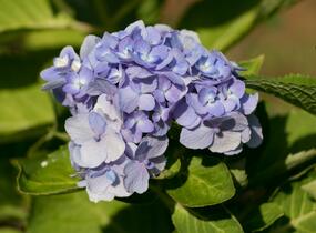 Hortenzie velkolistá 'Bodensee' - Hydrangea macrophylla 'Bodensee'
