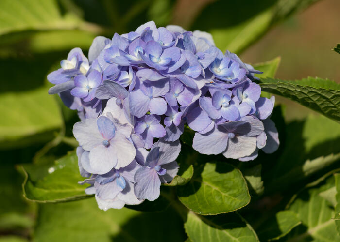 Hortenzie velkolistá 'Bodensee' - Hydrangea macrophylla 'Bodensee'
