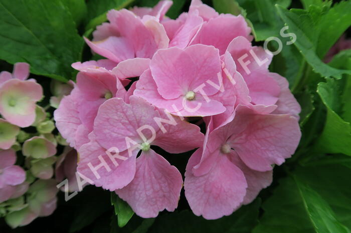Hortenzie velkolistá 'Bodensee' - Hydrangea macrophylla 'Bodensee'