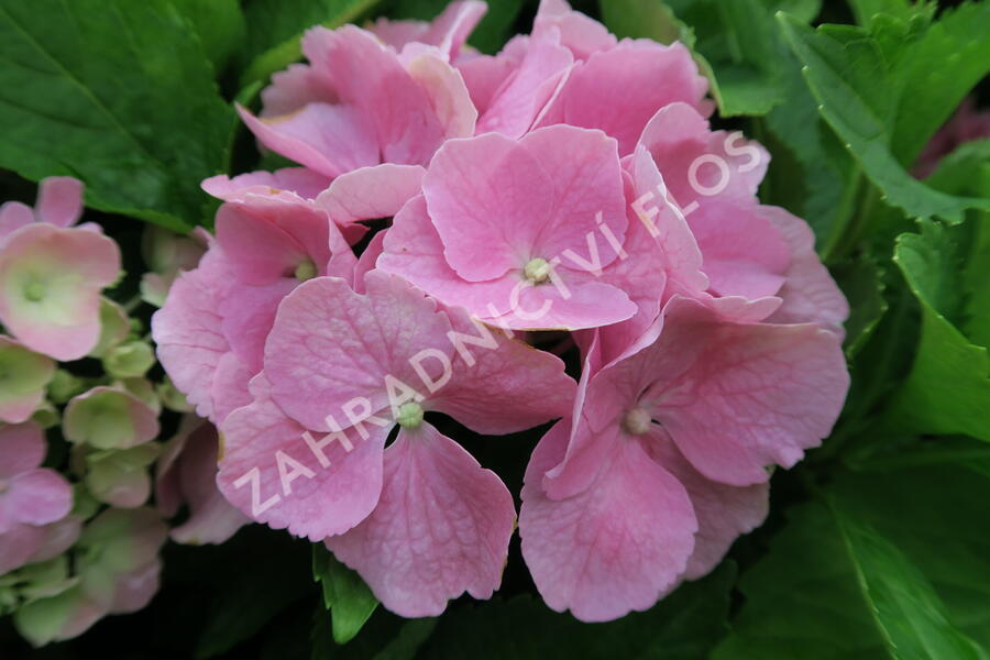 Hortenzie velkolistá 'Bodensee' - Hydrangea macrophylla 'Bodensee'