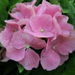 Hortenzie velkolistá 'Bodensee' - Hydrangea macrophylla 'Bodensee'