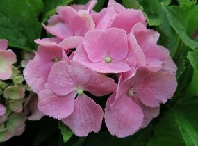 Hortenzie velkolistá 'Bodensee' - Hydrangea macrophylla 'Bodensee'
