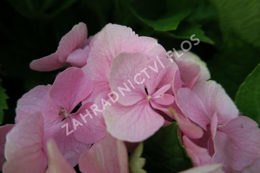 Hortenzie velkolistá 'Bodensee' - Hydrangea macrophylla 'Bodensee'