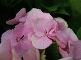 Hortenzie velkolistá 'Bodensee' - Hydrangea macrophylla 'Bodensee'