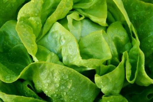 Salát hlávkový k rychlení 'Apollo' - Lactuca sativa var. capitata 'Apollo'