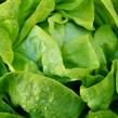 Salát hlávkový k rychlení 'Apollo' - Lactuca sativa var. capitata 'Apollo'