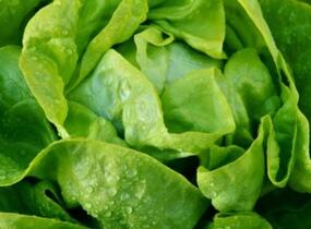 Salát hlávkový k rychlení 'Apollo' - Lactuca sativa var. capitata 'Apollo'