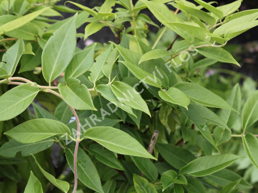 Zimolez Henryův - Lonicera henryi