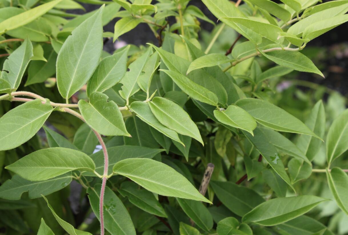 Zimolez Henryův - Lonicera henryi