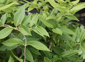 Zimolez Henryův - Lonicera henryi